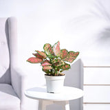 Aglaonema Pink Beauty Plant - Medium