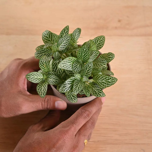 Fittonia Green Plant (Nerve Plant)