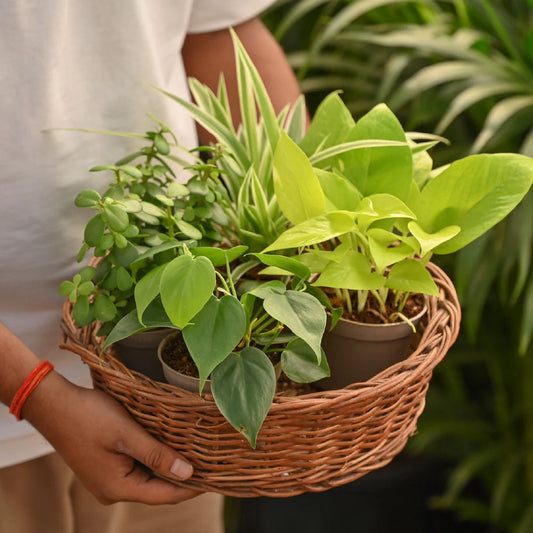 Combo of 4 Minimalist Plant Set