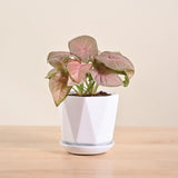 Syngonium Pink Plant