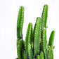 Cactus Plant - Elongated