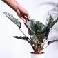 Calathea Sanderiana