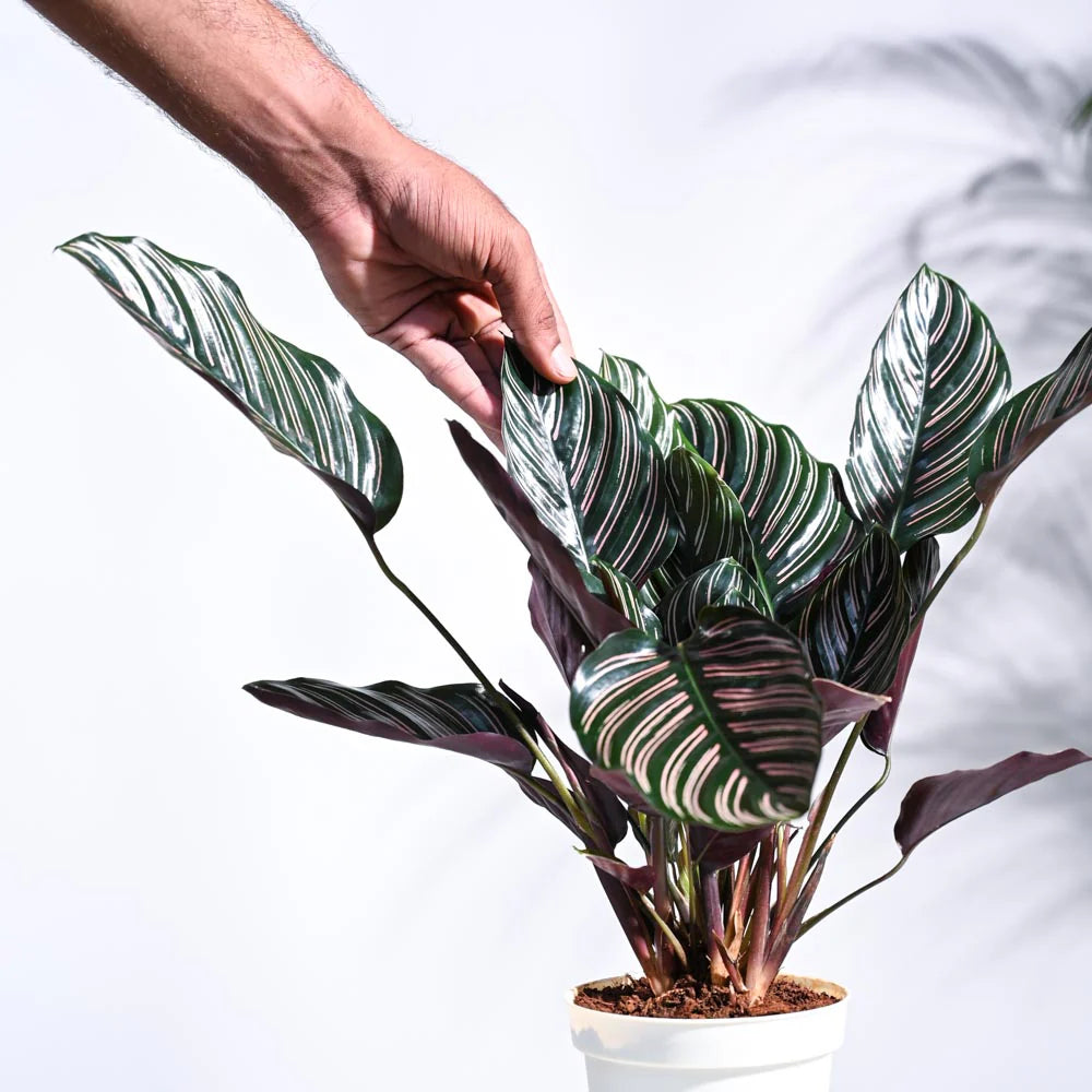 Calathea Sanderiana