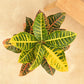 Croton Petra