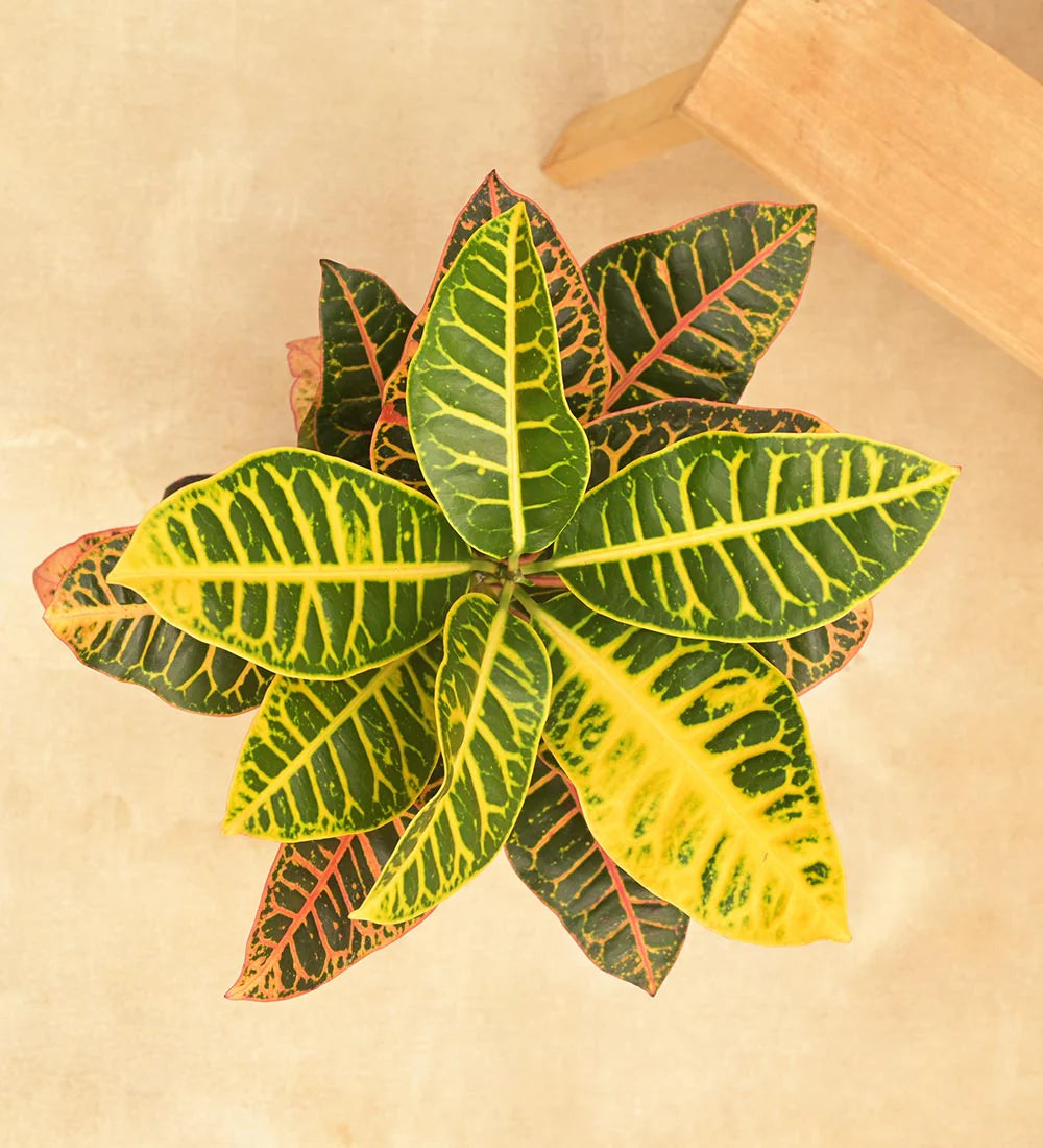 Croton Petra