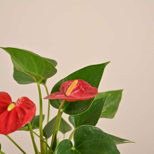 Anthurium Red Plant