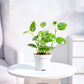 Peperomia Green Creeper Plant