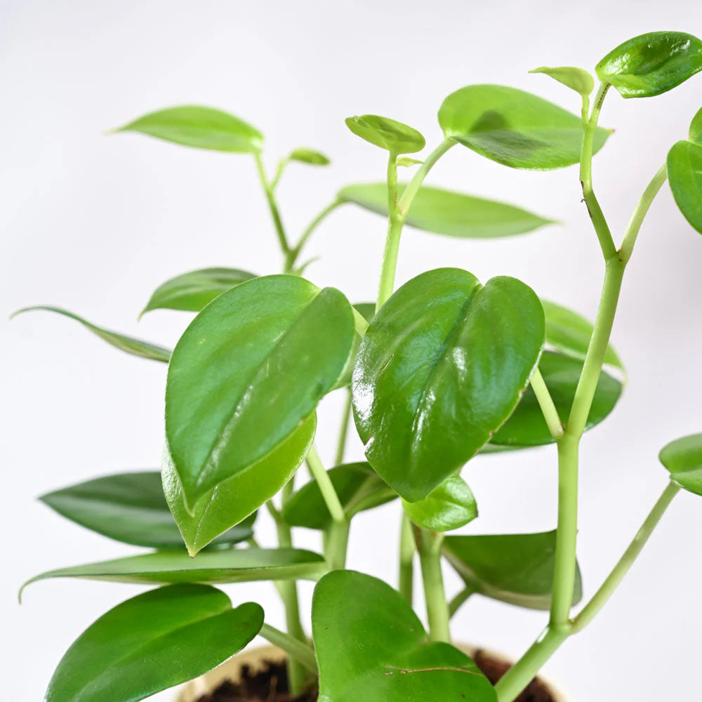 Peperomia Green Creeper Plant