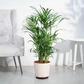 Areca Palm Plant XL