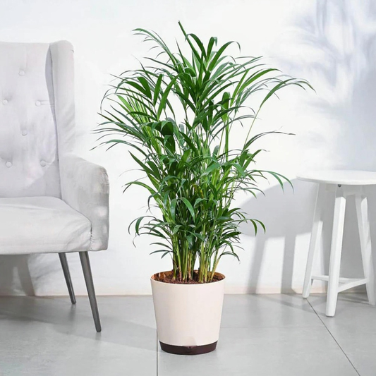 Areca Palm Plant XL