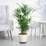 Areca Palm Plant XL