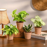 Pack of 4 Home Decor Plant Bundle